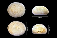 Echinolampas ovalis